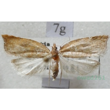 Archips oporana (Linnaeus, 1758) Zwójka sosnówka Czech7g